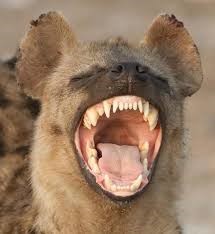 4 hiena thumb sucking teeth