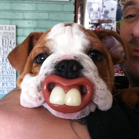 9 dog thumb sucking teeth